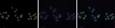 Immunocytochemistry/Immunofluorescence: Histone H4 [Methyl Lys20] Antibody [NBP2-59258] - HeLa cells were stained with the antibody against H4K20me1 and with DAPI. Cells were fixed with 4% formaldehyde for 10' and blocked with PBS/TX-100 containing 5% normal goat serum and 1% BSA. The cells were immunofluorescently labeled with the H4K20me1 antibody (left) diluted 1:500 in blocking solution followed by an anti-rabbit antibody conjugated to Alexa Fluor 488. The middle panel shows staining of the nuclei with DAPI. A merge of the two stainings is shown on the right.